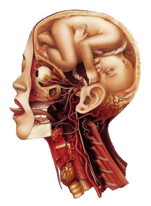 La place du cerveau est squattée par le fœtus.
